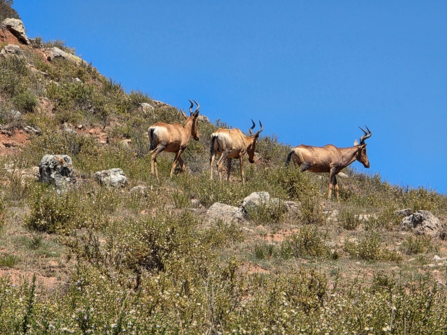 8 Bedroom Property for Sale in Bethlehem Rural Free State